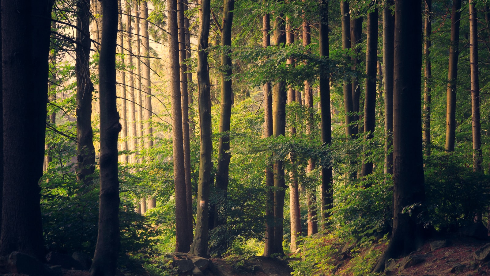 Warm low sunlight streaming through a stand of trees at the end of the day.