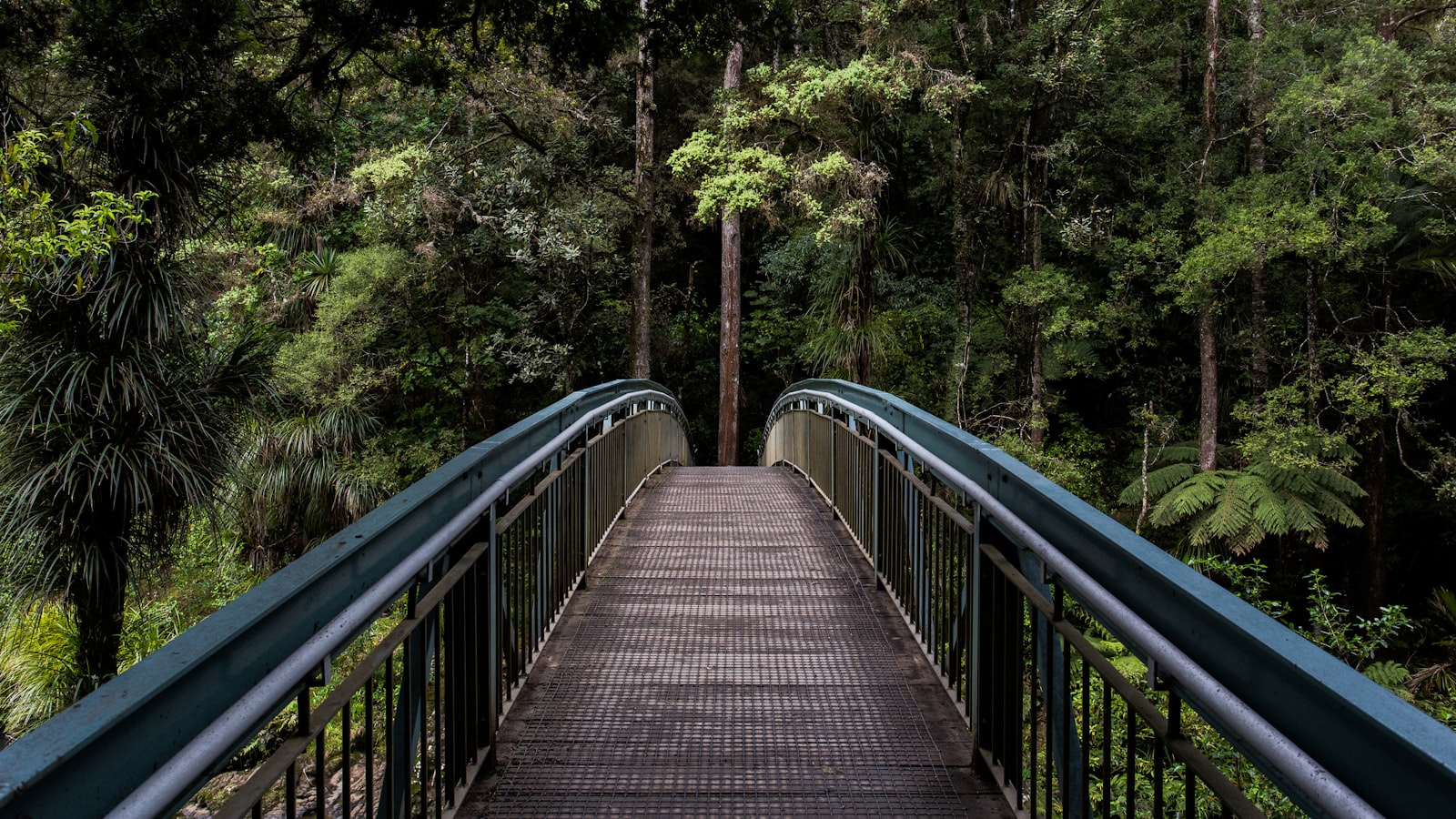 A path curving through a forest and drawing the eye into the distance.