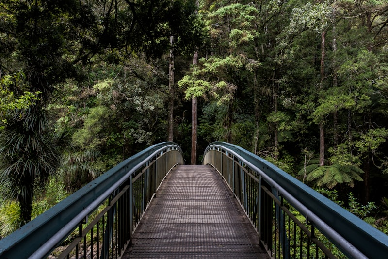 A path curving through a forest and drawing the eye into the distance.